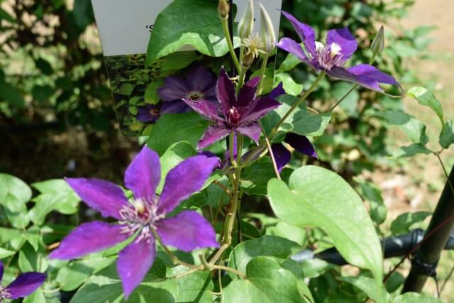 筑波実験植物園 つくば植物園 はどんな所 ランチはお弁当持参でピクニックも 茨城観光 グルメ情報ブログ イバトリ