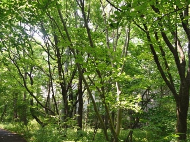 筑波実験植物園 つくば植物園 はどんな所 ランチはお弁当持参でピクニックも 茨城観光 グルメ情報ブログ イバトリ