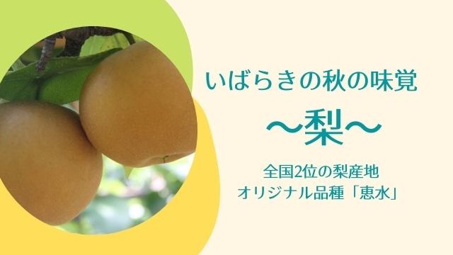 茨城の梨のおすすめ品種と直売所を紹介 梨狩り体験でも秋の味覚を堪能 茨城観光 グルメ情報ブログ イバトリ