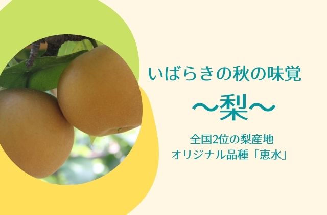 茨城の梨のおすすめ品種と直売所を紹介 梨狩り体験でも秋の味覚を堪能 茨城観光 グルメ情報ブログ イバトリ