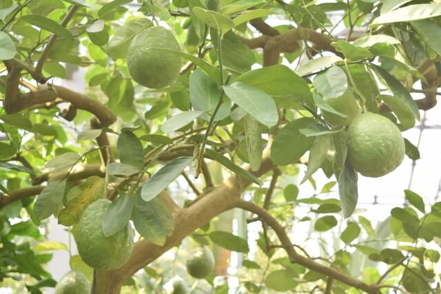 筑波実験植物園　温室　レモンの木