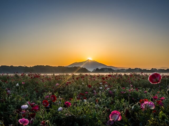 小貝川ふれあい公園のポピー 21年の開花状況 アクセス 駐車場レポート 茨城観光 グルメ情報ブログ イバトリ