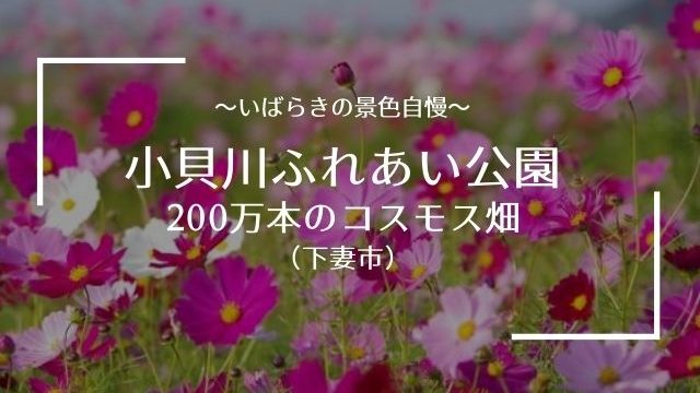 小貝川ふれあい公園のコスモス 21年の開花状況と見頃時期 朝焼けが美しすぎる 茨城観光 グルメ情報ブログ イバトリ