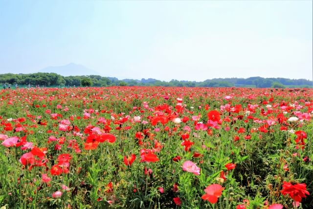 小貝川ふれあい公園のポピー 21年の開花状況 アクセス 駐車場レポート 茨城観光 グルメ情報ブログ イバトリ