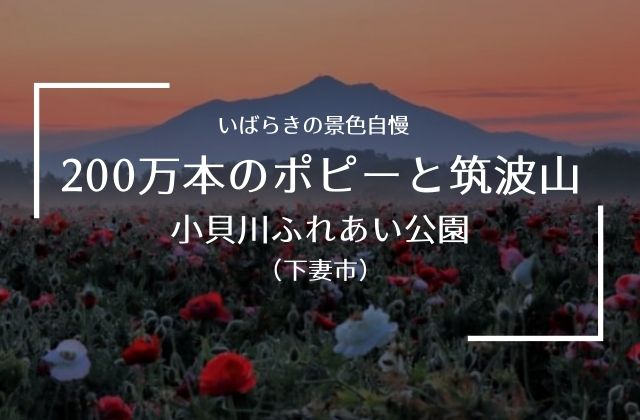 小貝川ふれあい公園のポピー 21年の開花状況 アクセス 駐車場レポート 茨城観光 グルメ情報ブログ イバトリ