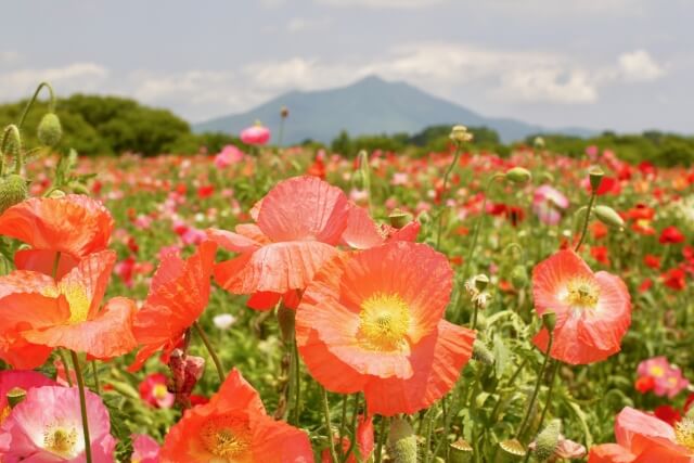 小貝川ふれあい公園のポピー 21年の開花状況 アクセス 駐車場レポート 茨城観光 グルメ情報ブログ イバトリ