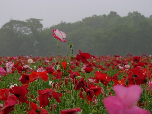 小貝川ふれあい公園のポピー 21年の開花状況 アクセス 駐車場レポート 茨城観光 グルメ情報ブログ イバトリ