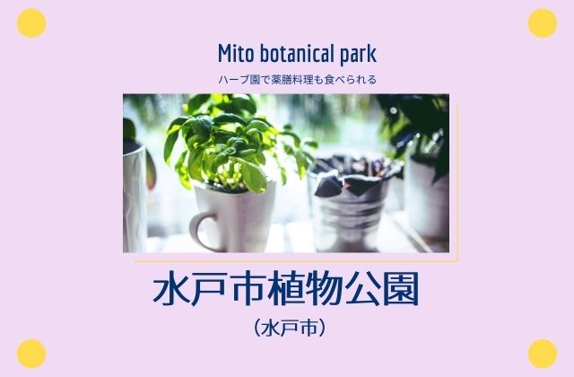 水戸市植物公園 ランチは薬膳料理 鑑賞大温室が21年にリニューアル 茨城観光 グルメ情報ブログ イバトリ