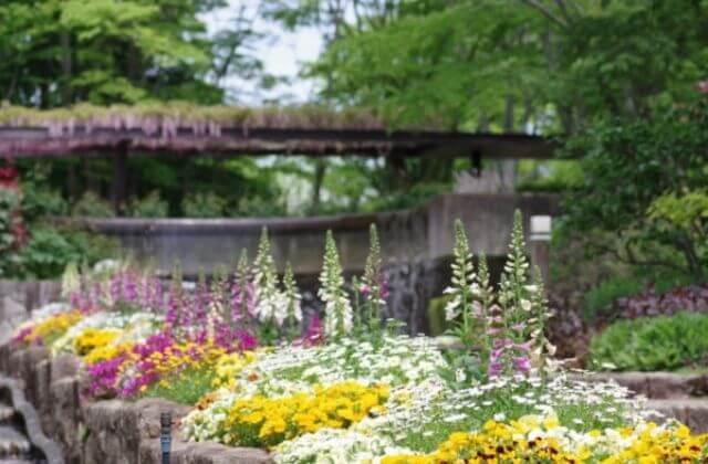 水戸市植物公園 ランチは薬膳料理 鑑賞大温室が21年にリニューアル 茨城観光 グルメ情報ブログ イバトリ