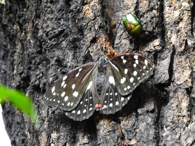 小貝川ふれあい公園　オオムラサキの森　国蝶