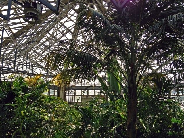 水戸市植物公園　周辺　茨城県植物園　熱帯植物館