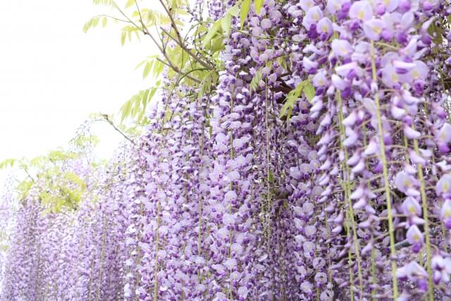 茨城県植物園　園内の花　5月　藤の花　