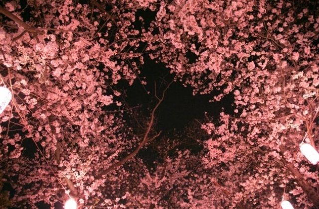 常陸風土記の丘の夜桜ライトアップ　さくらまつり　茨城県石岡市