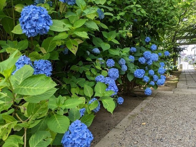 水戸八幡宮で水戸のあじさいまつり 22年 境内と山あじさいの小道 茨城観光 グルメ情報ブログ イバトリ