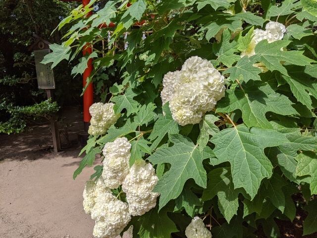 水戸八幡宮で水戸のあじさいまつり 22年 境内と山あじさいの小道 茨城観光 グルメ情報ブログ イバトリ