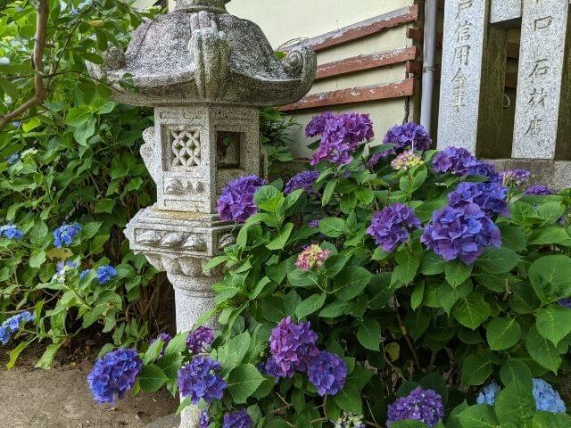 水戸八幡宮で水戸のあじさいまつり 22年 境内と山あじさいの小道 茨城観光 グルメ情報ブログ イバトリ